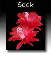 Seek